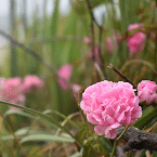 Close-up of a vibrant pink rose in full bloom, surrounded by lush green foliage and delicate branches, creating a soft, romantic feel.