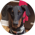 Close-up of a handsome black and tan Doberman Pinscher wearing a silver chain collar and electronic training collar, looking directly at the camera.